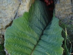 Streptocarpus dunnii bashful blooming